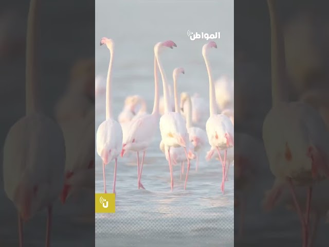 طائر مصري معمّر.. نفق عن أكثر من 75 عامًا