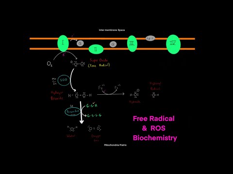 The Biology of Free Radicals & Reactive Oxygen Species & How to Boost our Cells Antioxidant Systems