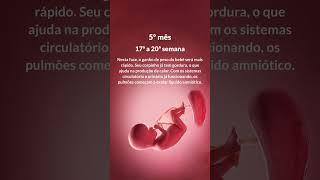 SEGUNDO TRIMESTRE DA GRAVIDEZ | Grão de Gente #2trimestre #gravidez #gravida #maternidade