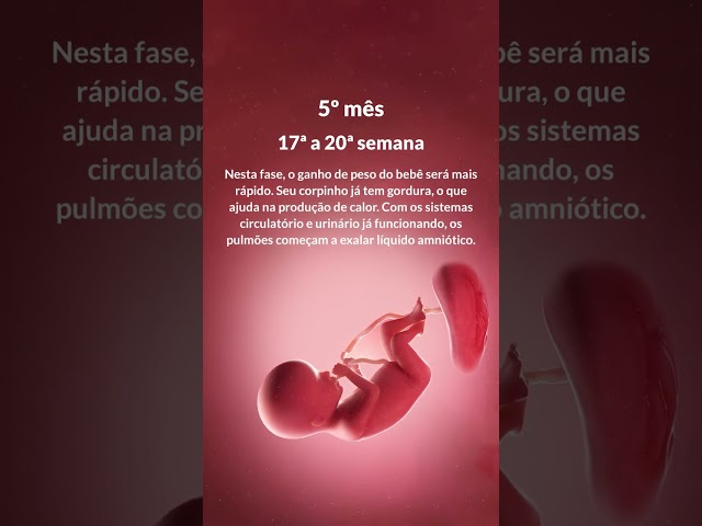 SEGUNDO TRIMESTRE DA GRAVIDEZ | Grão de Gente #2trimestre #gravidez #gravida #maternidade