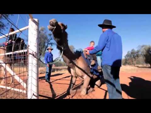 Pyndan Camel Tracks