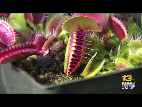 Colorado Springs man grows world's largest Venus flytrap