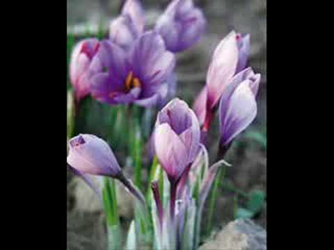 Tell me again-Edmundo Ros  & his Rhumba band