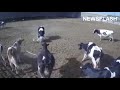 Moment Angry Bull Attacks Farm Worker In Turkey