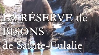 preview picture of video 'La réserve de bisons d'Europe de Sainte-Eulalie'