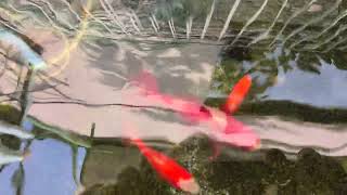 和金 池の水は３年目に入るが透明。