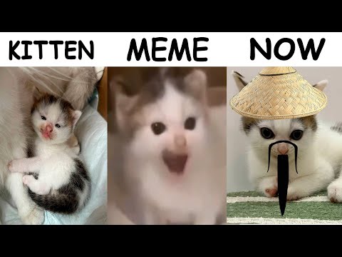 German Cat Evolution | Kitten Vs Meme Vs Now
