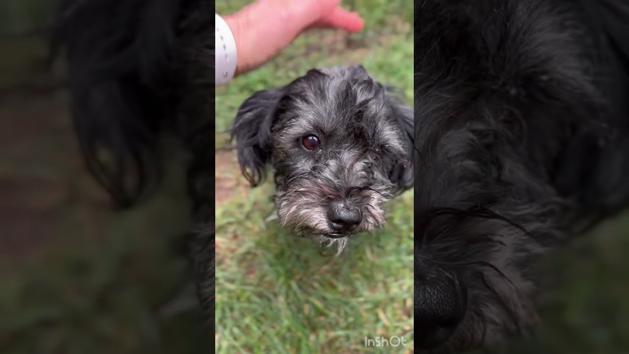 Cole, a Adoptable mixed breed in Winchester , VA video 6/6