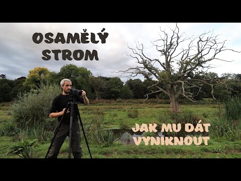 Krajinářská fotografie - Osamělý strom