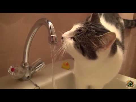 funny cat drink a water