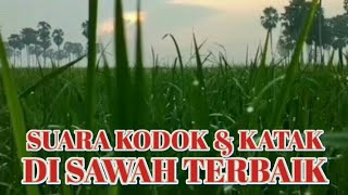 Download lagu SUARA KODOK & KATAK DI SAWAH PEDESAAN [Frogs Sound Efect] mp3