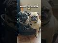 How Many Pugs Is Too Many Pugs