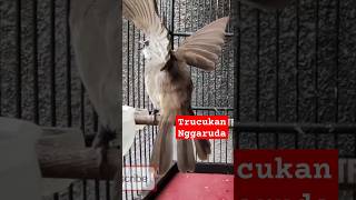 Download lagu Trucukan betina GARUDA mp3