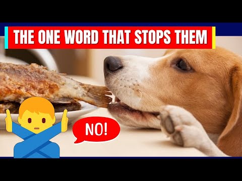 How to Stop Your Dog From Counter Surfing (Fast & Humane)
