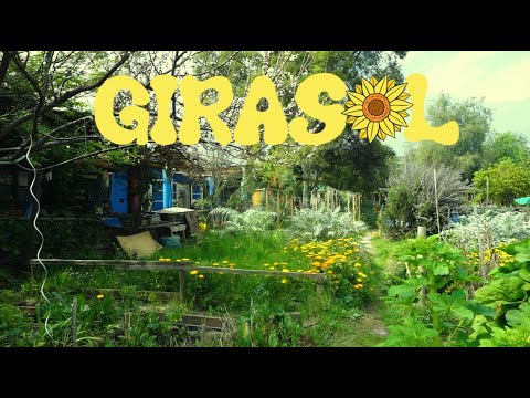 Amigo de Artistas - Girasol (Visualizer)