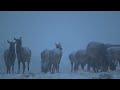 Elk In A Winter Storm