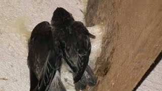 Download lagu Ingin menarik anak walet?  Gunakan suara panggil ini. mp3