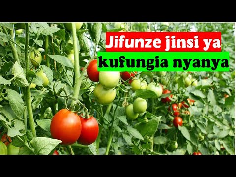 , title : 'KILIMO BORA CHA NYANYA :Jifunze jinsi ya kufunga nyanya'