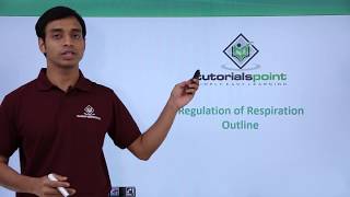 Class 11th – Regulation of Respiration – Outline | Breathing and Exchange of Gases | Tutorials Point