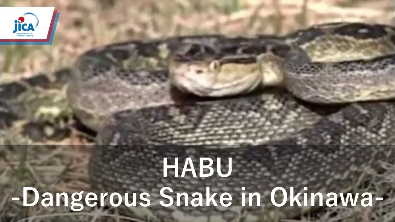 HABU -Dangerous Snake in Okinawa-