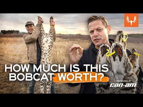 Bobcat Hide For Sale