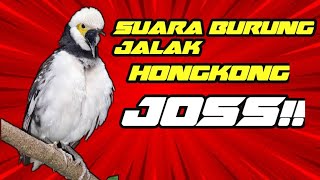 Download lagu Suara Masteran Kicauan Burung Jalak Hongkong ini Joss!! mp3