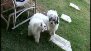 Samie and Dolly Vs Hey Now Now (Spearhead) Michael Franti