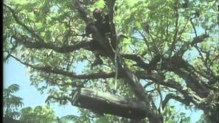 The Monk and the Honeybee Part 4-5