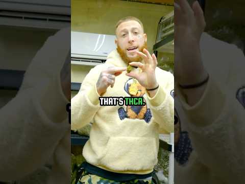 Difference Between THCA & THC ! “Farm Bill”