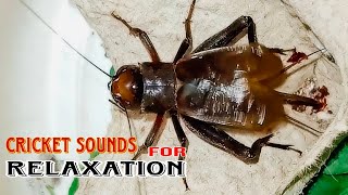 Download lagu Suara Jangkrik Cliring 3 Jam mp3 Download lagu Suara Jangkrik Cliring 3 Jam mp3
