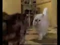 Pussycat