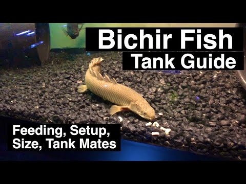 image-What type of fish is a Bichir?