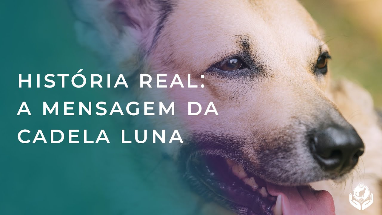 COMUNICAÇÃO INTUITIVA ANIMAL APÓS A PASSAGEM  - DEPOIMENTO VERÍDICO