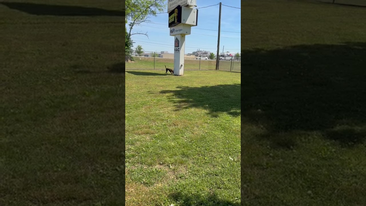 Enlarge Raquelle, a Adoptable Mixed Breed in Chattanooga, TN video 5/6