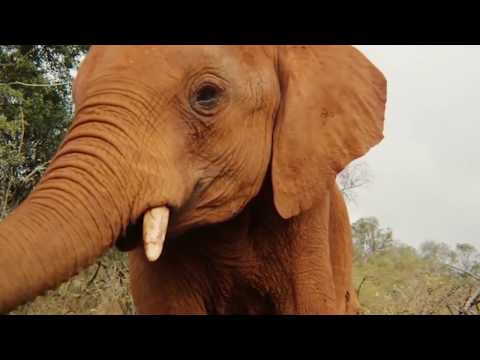 Say Hello in Elephant - Learn about our work | Sheldrick Trust