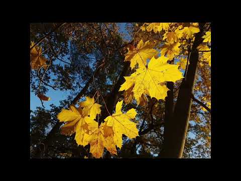 INVERSIJA "Dāvinājums" Uģis Roze 1986