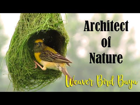 Architect of Nature - Baya Weaver Bird Nest Making | Weaver Bird building Nest | Baya Bird Nest |