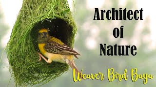 Download lagu Architect of Nature - Baya Weaver Bird Nest Making | Weaver Bird building Nest | Baya Bird Nest | mp3