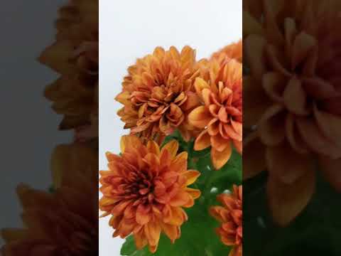 Bunga Aster atau Krisan Spray Warna Oranye #shorts