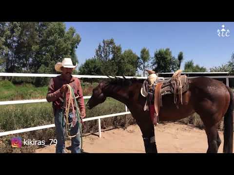 EL CAMINO AL FUTURITY VIP - Capítulo 6 (Parte 1)