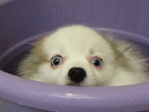 Il cagnolino ama fare il bagnetto