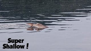 Sight Casting Snapper | Paua Diving in the Far North
