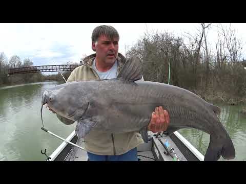 When To Target Big Catfish In Small Creeks