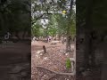 WATCH TILL END Shorts Fyp Viral Bike Insane Hybanez4193
