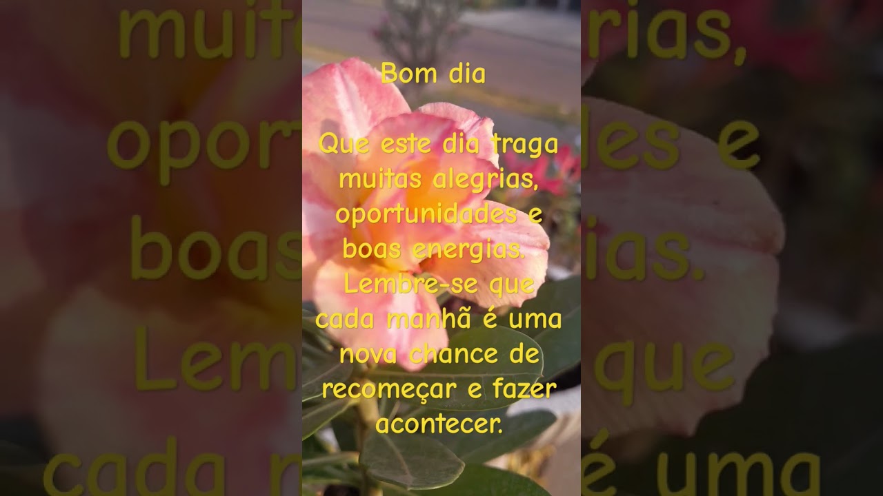 BOM DIA #bomdia #goodmorning #buendias #bonjuer #доброеутро #おはよう #GutenMorgen #flor #flower #fleur