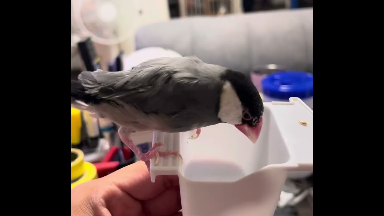 文鳥のルナちゃんとの日常🦜