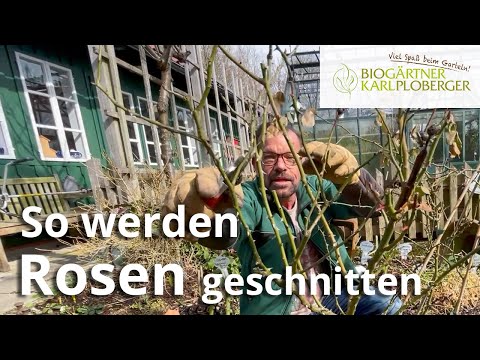 Hybrid tea roses, climbing roses, wild roses & Co - this is how to prune them correctly!
