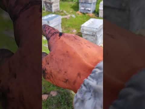 Al final hice 3 enjambres . #campo #bee #abejas #naturaleza #beekeeper #apicultor #nature #enjambre