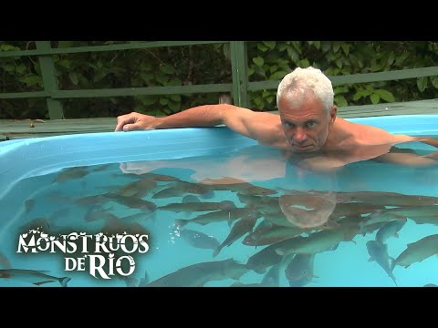 Nadando con 100 Pirañas en una Piscina | Monstruos de Río