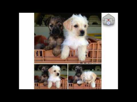 Trasto, Aroha y Eliot